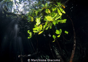 Mangroves
Nikon D800E, 16mm Nikon, two strobo sea and se... by Marchione Giacomo 